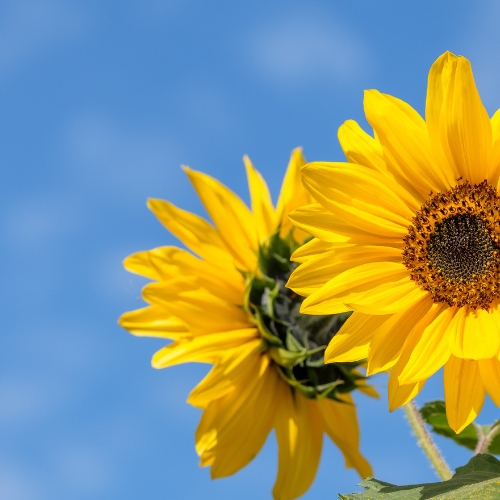 Summer Newsletter