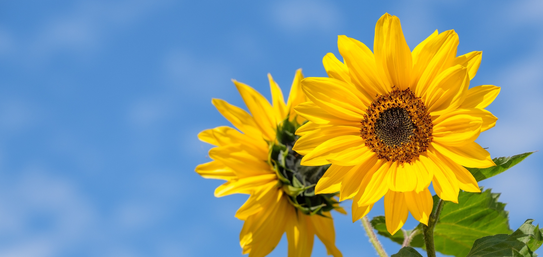 Summer Newsletter