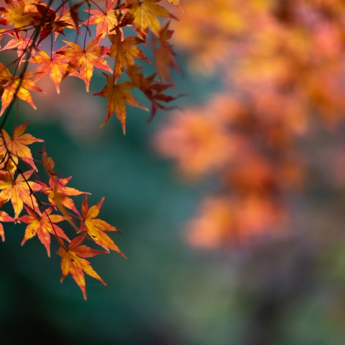 Autumn Newsletter