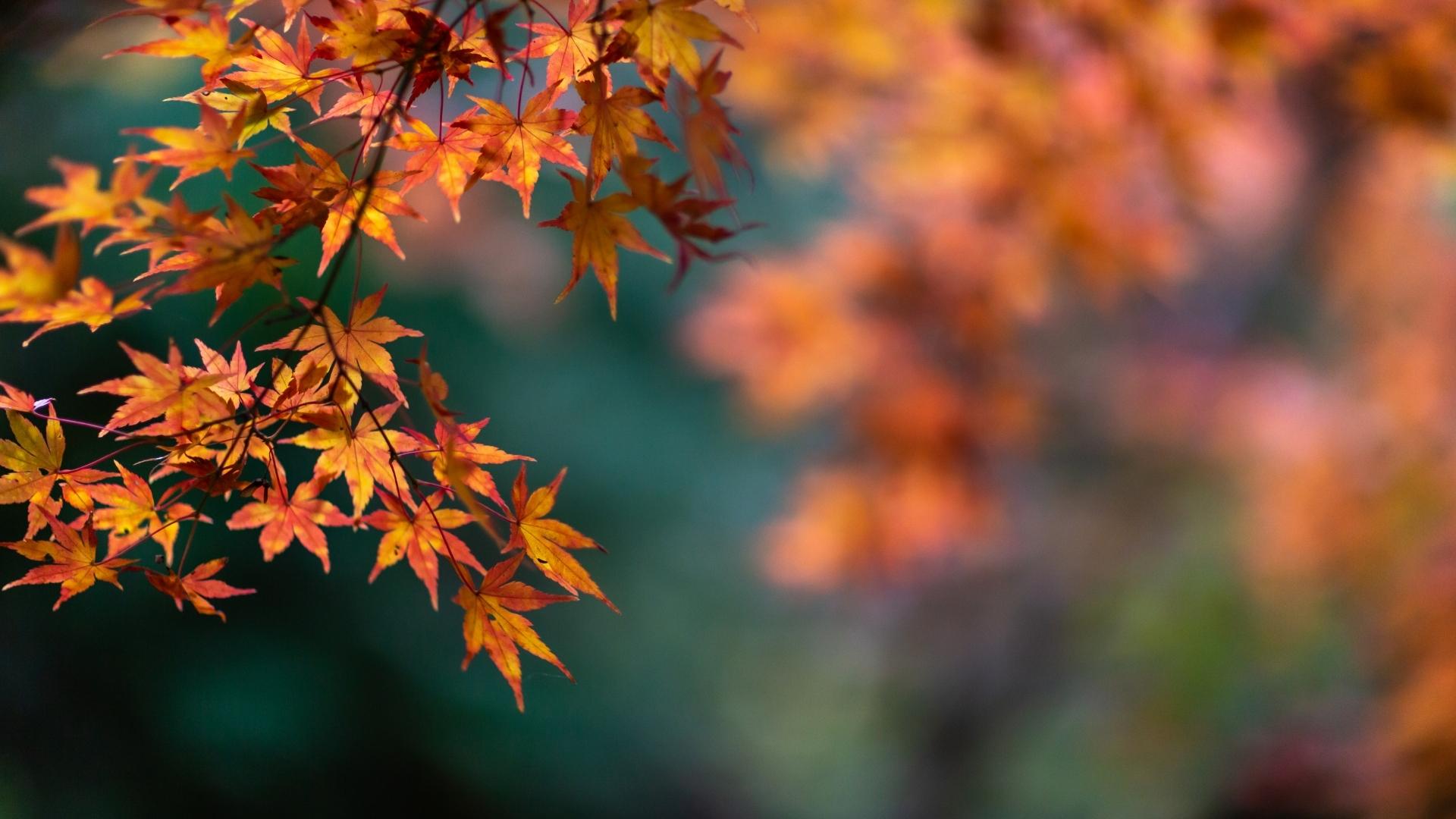Autumn newsletter
